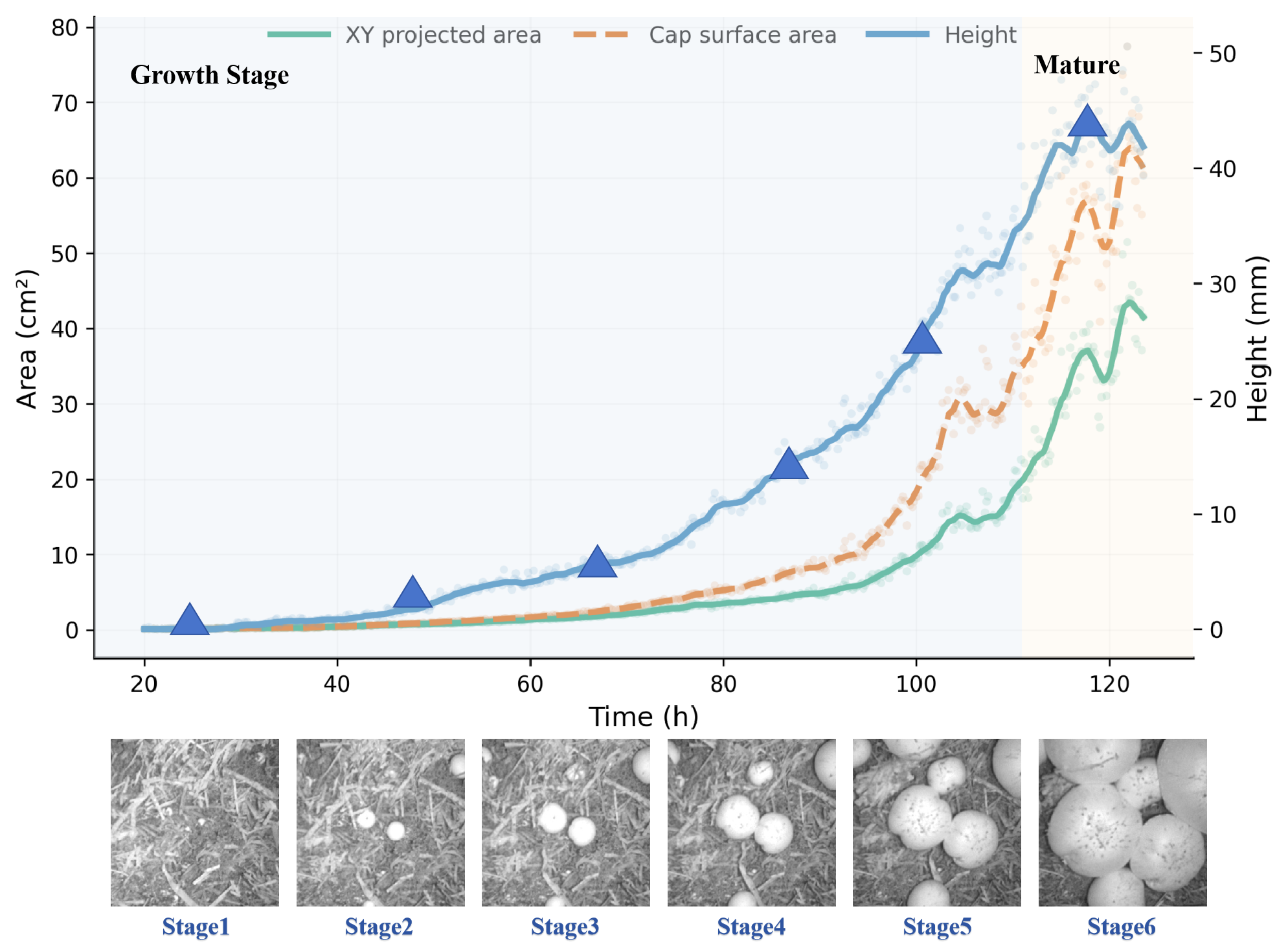 Single-Mushroom Growth Curve